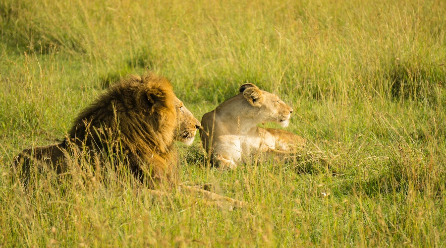 Affordable Luxury Tanzania Safaris
